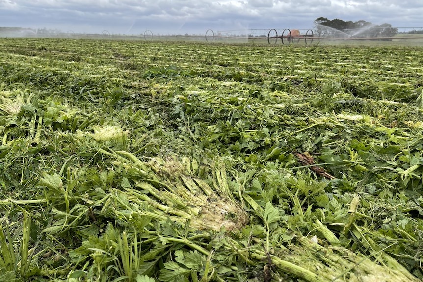 A celery crop in a paddock