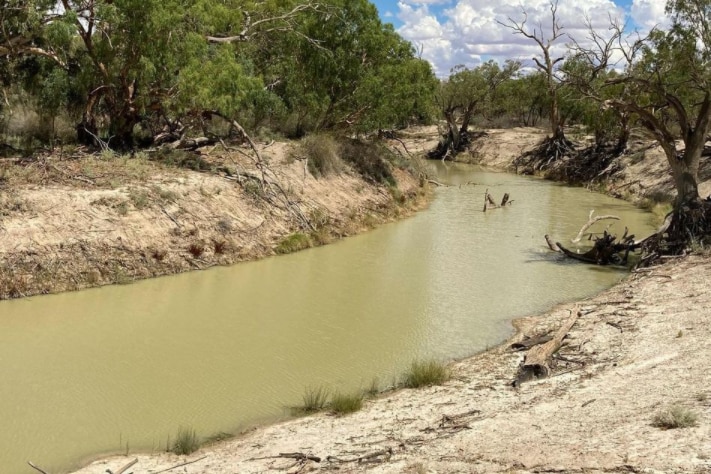 A bend in a river with a dusty bank that is fringed with trees.