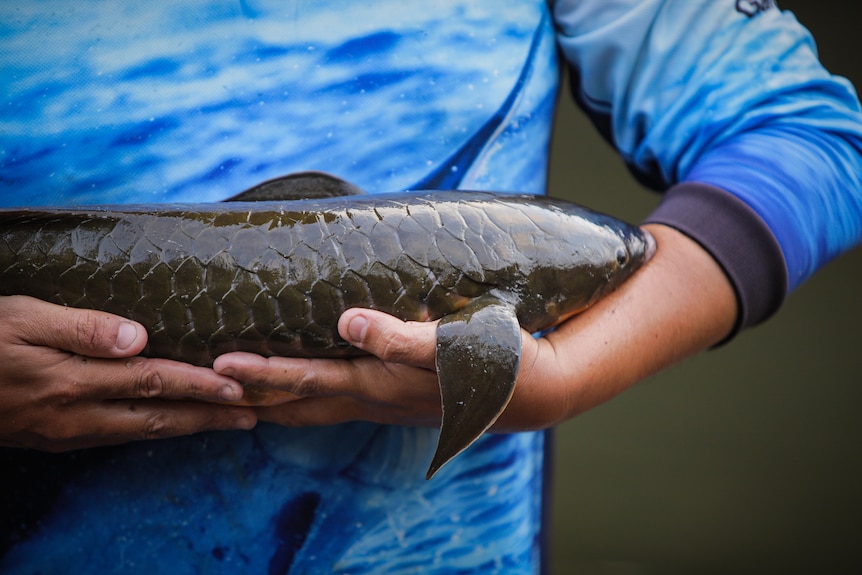 The lungfish is called Dala by traditional owners.
