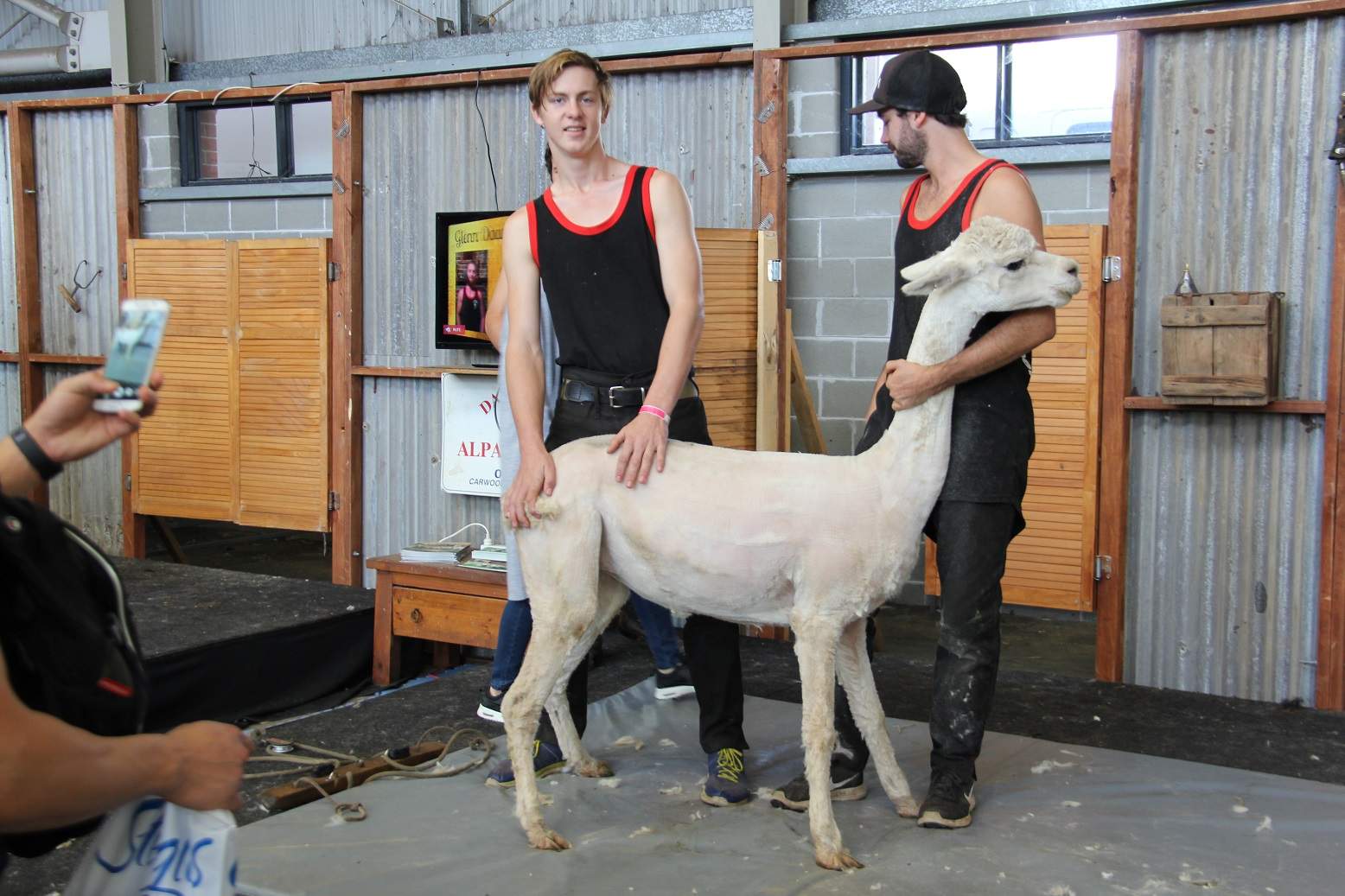 Australia takes on New Zealand for alpacashearing crown at Royal