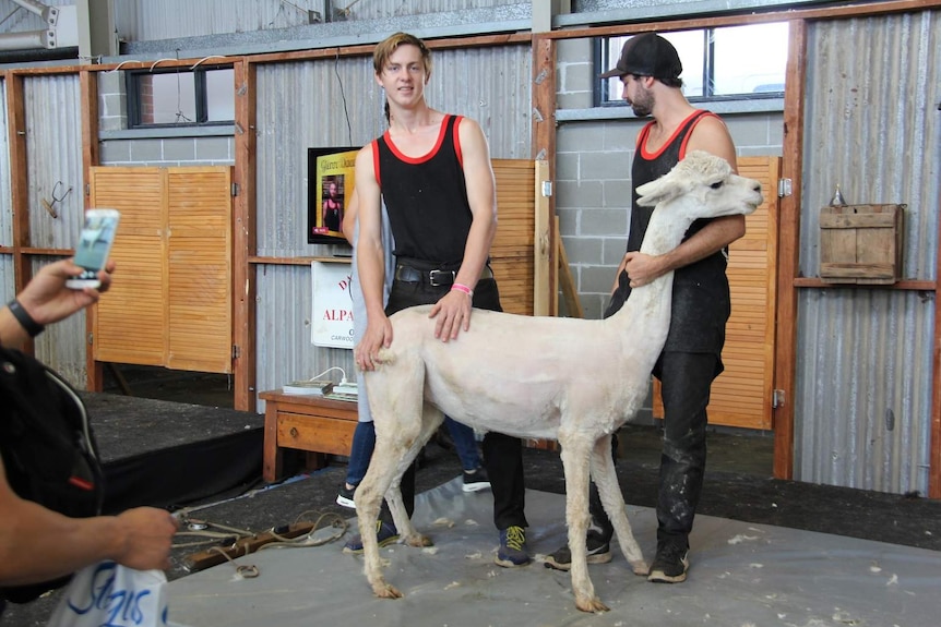 A couple of shearers shear an alpaca at Sydney's Royal Easter Show