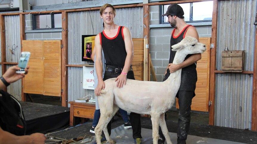 A couple of shearers shear an alpaca at Sydney's Royal Easter Show