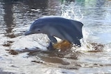 A small dolphin calf jumps through the air slightly above water 