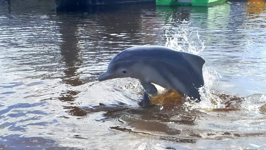 Making waves: Queensland dolphin centre welcomes second endangered calf