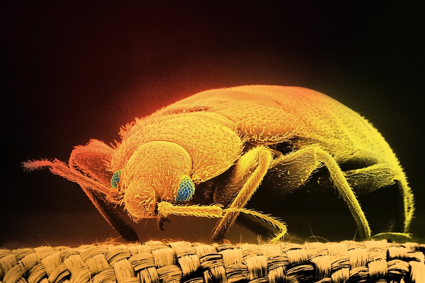 A bed bug under a microscope.