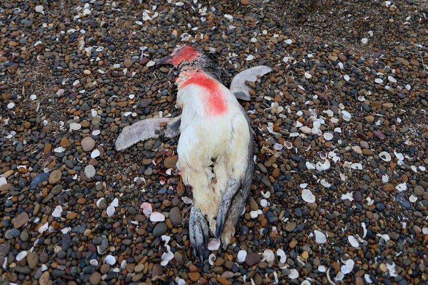 A dead penguin on the beach of Punta Bermeja. 