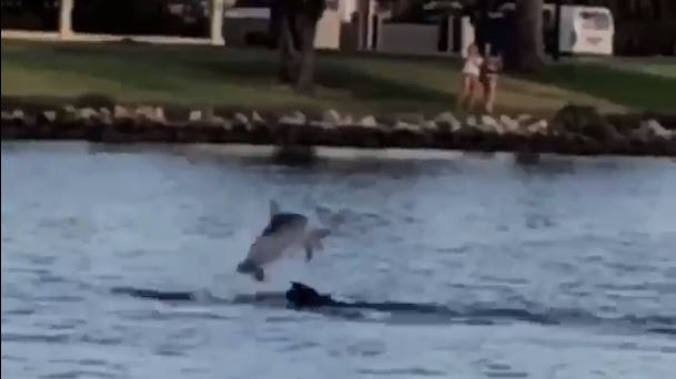 A dolphin leaps over top of a dog in the water.