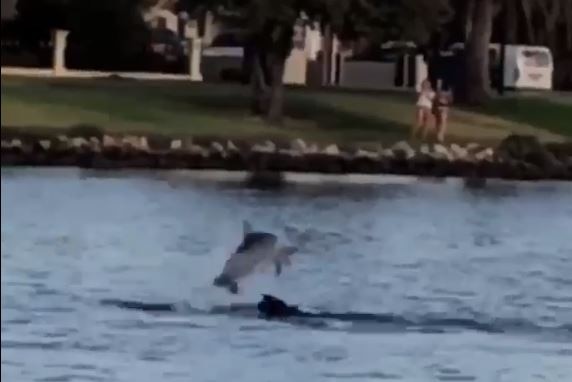 A dolphin leaps over top of a dog in the water.