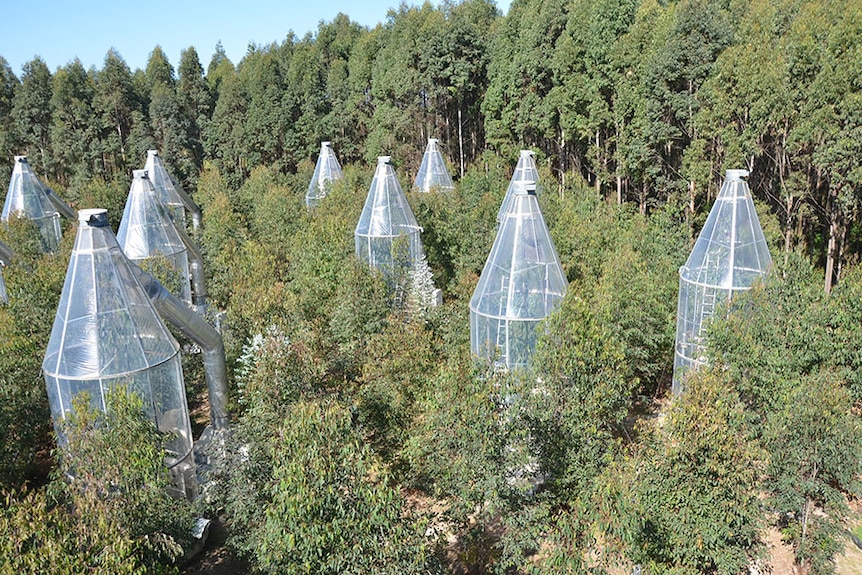 Tree chambers