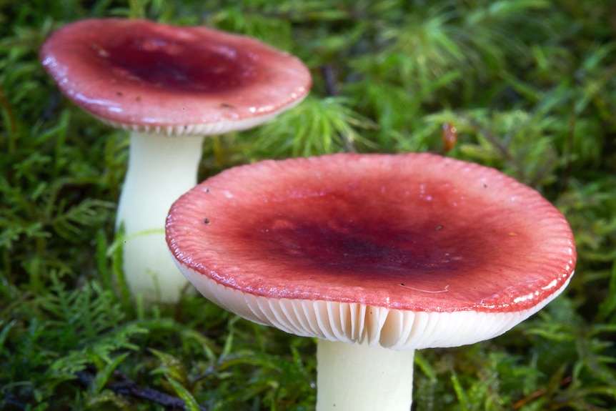 Red capped fungi found in Tasmania.