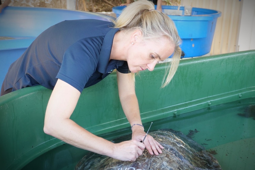 Blonde woman leaning over inspecting turtle shell of turtle in shallow green tub