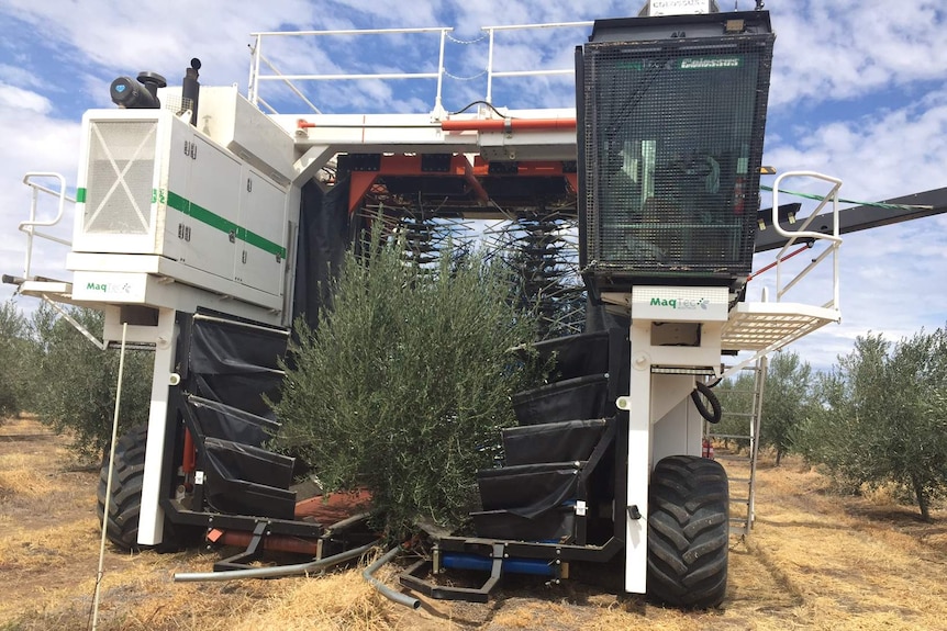 A harvester surrounds each olive tree where hundreds of nylon rods flick the fruit of the tree