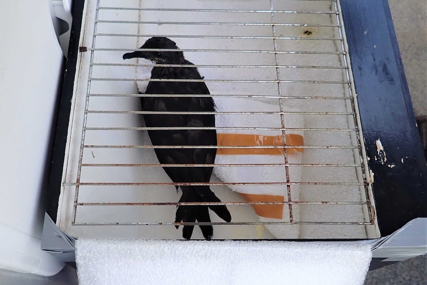 A Bulwer's petrel in a box with a caged lid. Birds eye view.