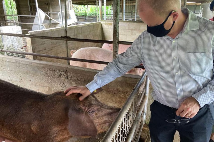 A man stands next to a pig pen and pats one of the pigs on the head.