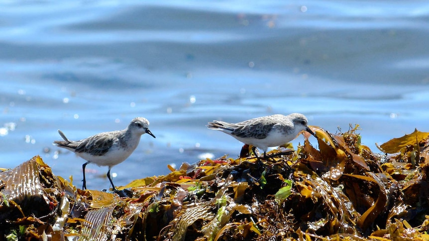 Picture of two small birds near water and kelp