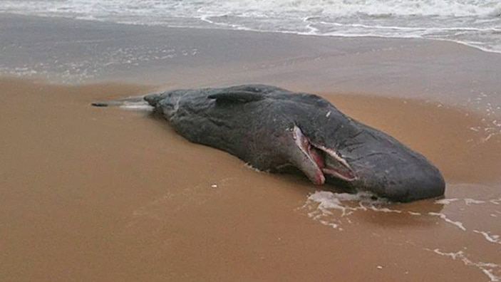 Baby sperm whale carcass was found by a cockle farmer