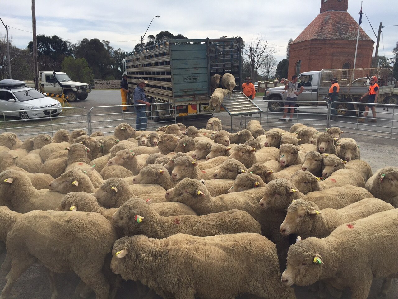 Running of the Sheep festival sees 15,000 people flock to Boorowa in