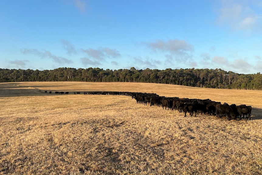Black cattle line up for a feed in a dry paddock