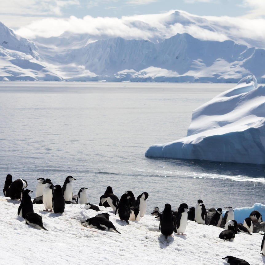 Seals gather around and sit on snow covered ridges.