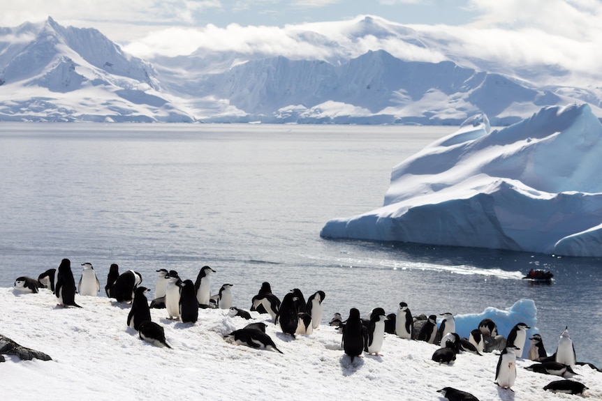Seals gather around and sit on snow covered ridges.