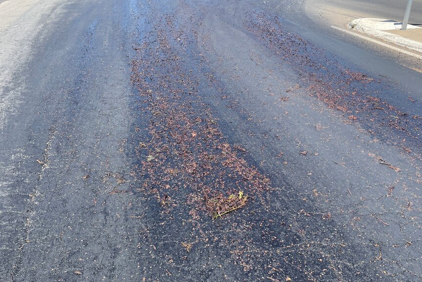A road with hundreds of spilt and crushed grapes.