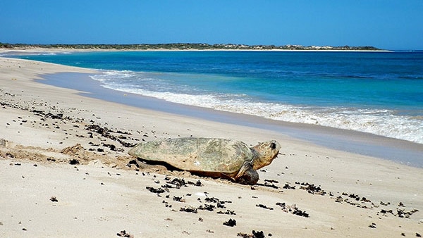  A turtle makes it's way to the ocean on white sand, turquoise waters and blue sky.