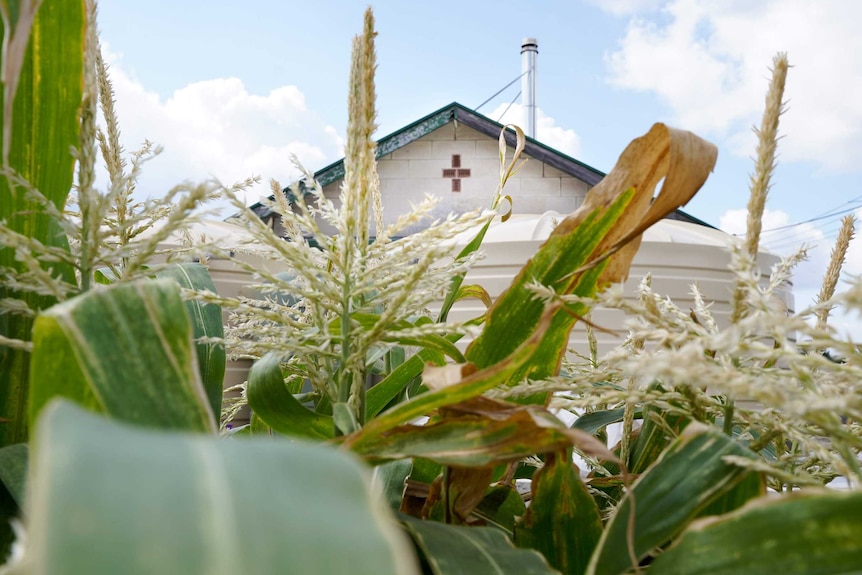 Large corn leaves in Sascha Hanel's garden frame a brick cross on the roof on their church home in Nangwarry.