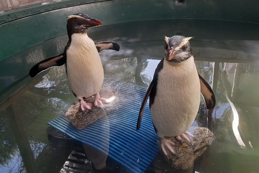 Two penguins stand on rocks in a paddling pool