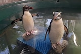Two penguins stand on rocks in a paddling pool