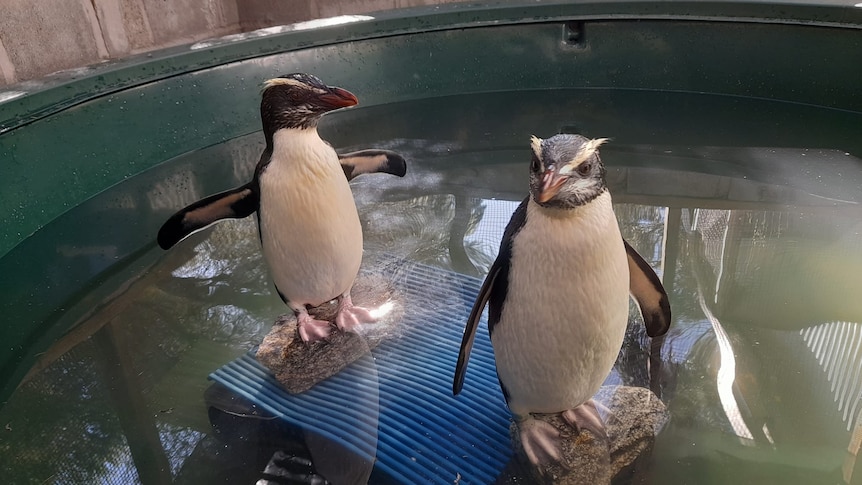 Two penguins stand on rocks in a paddling pool
