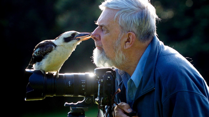A kookaburra sits on a photographer's camera and bites his nose.