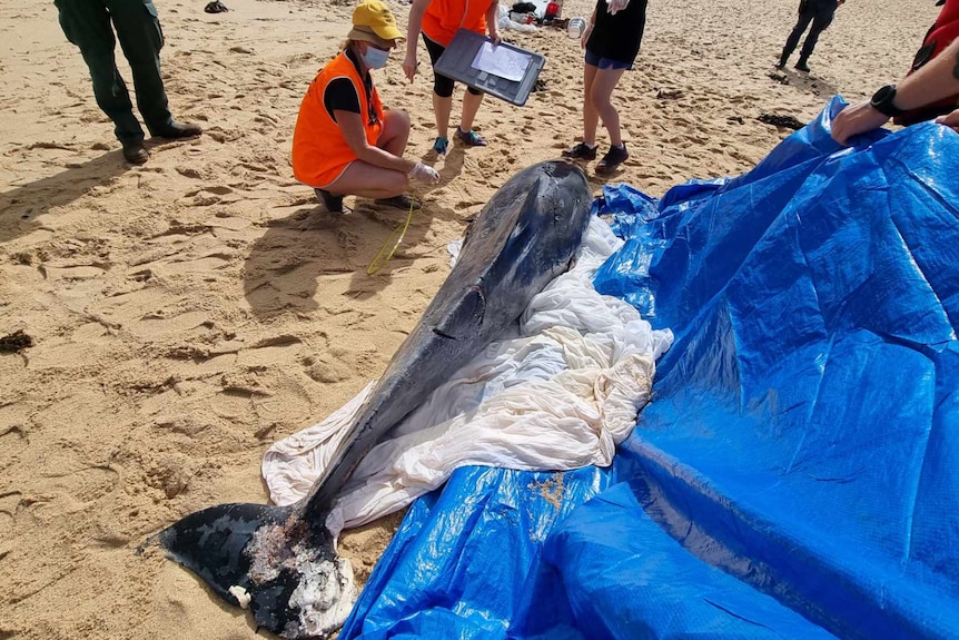 Injured dolphin on the sand with bite marks 