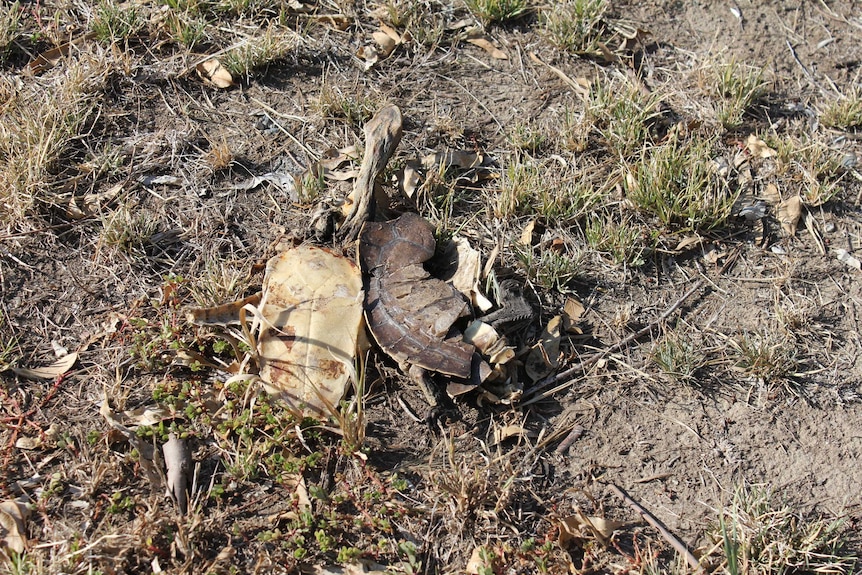A dead turtle lies drying on the ground with a smashed shell.