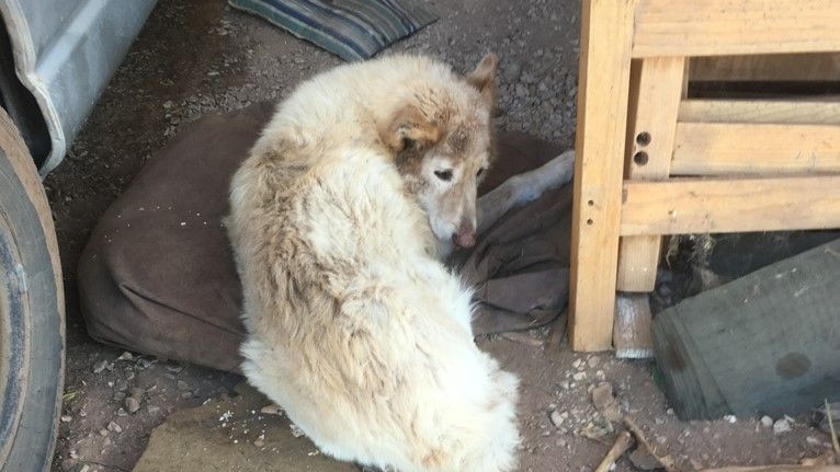 A neglected dog lying in dirt