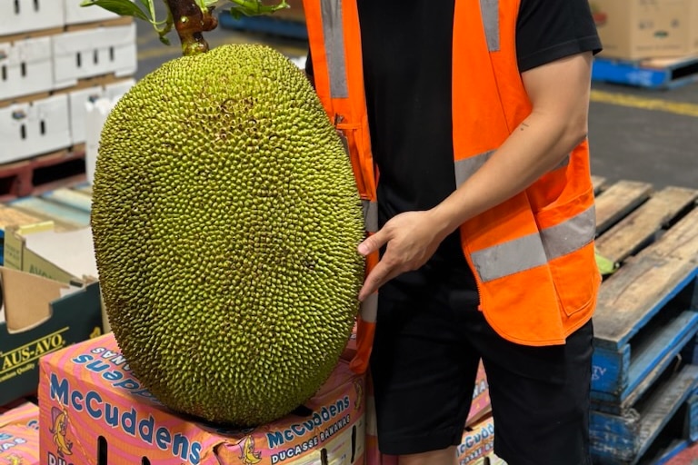 A man in a high visibility vest stands next to a large jackfruit.