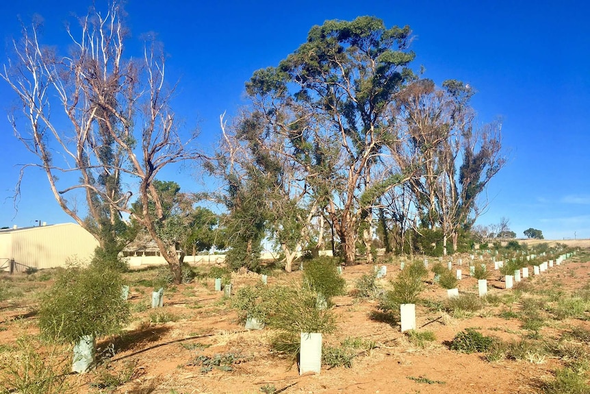 A shelterbelt on the  Heinjus' property