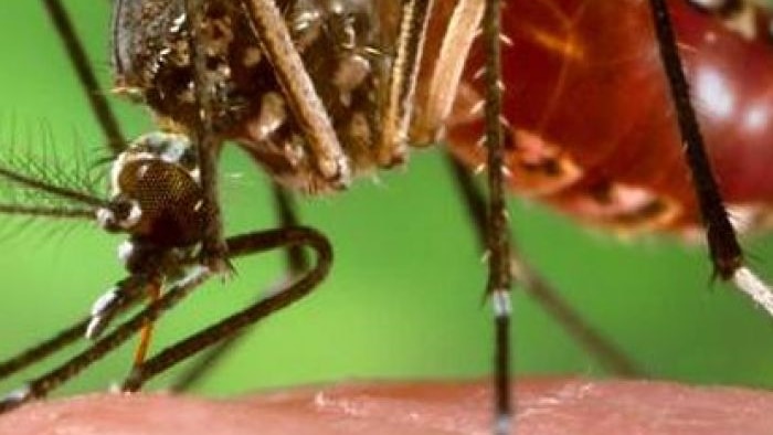 Aedes aegypti mosquito