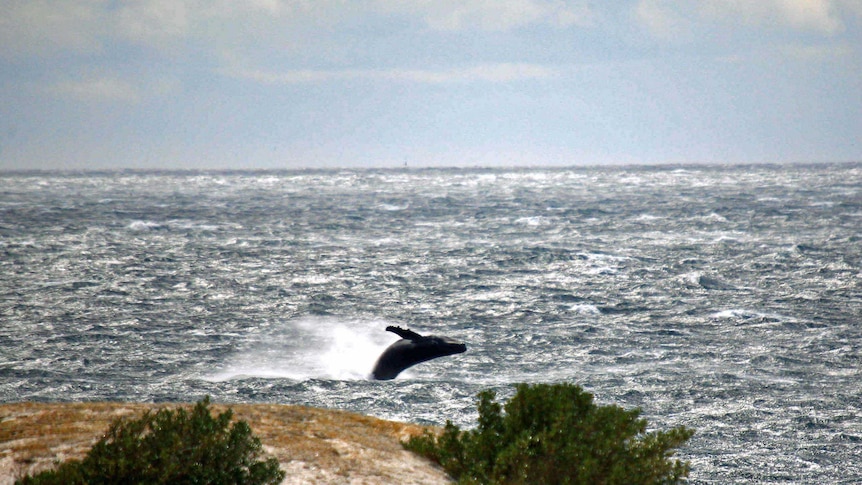 A humpback whale breaches off the Tasmanian town of Bicheno.