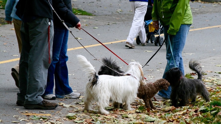 Three dogs and their owners mingle in a park.