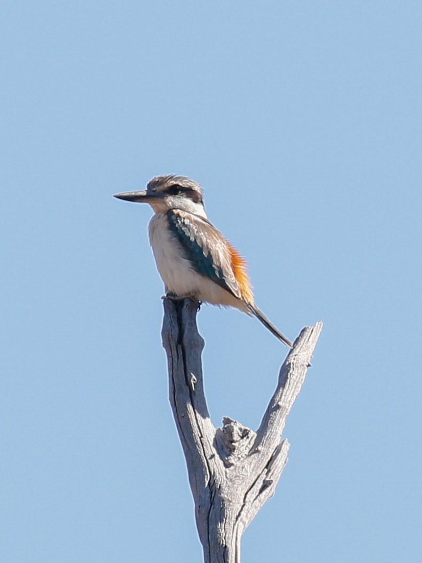 A Red-backed Kingfisher sits on a branch.