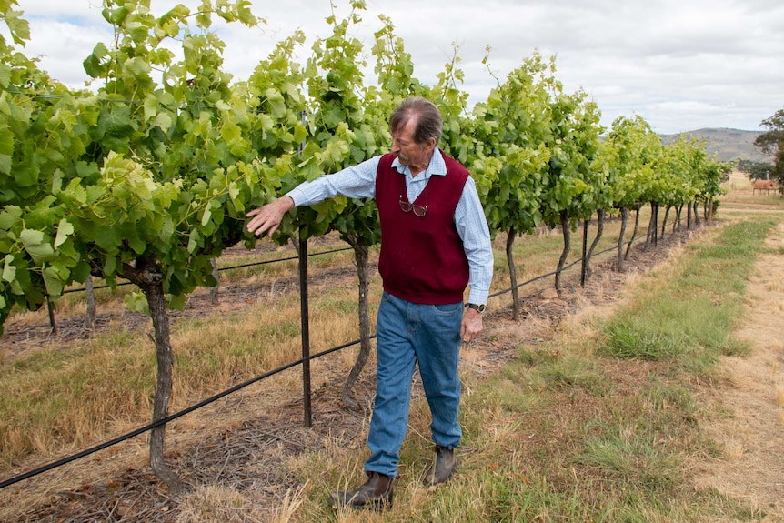 Winemaker Greg Gallagher examines vines at his vineyard