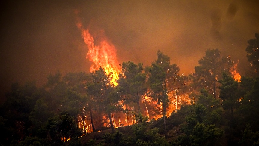 A large fire burns among trees on the island of Rhodes