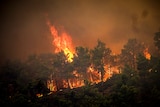 A large fire burns among trees on the island of Rhodes