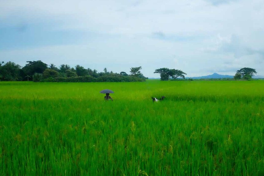 A Rohingya man sits with a goat in a field surrounded by rainforest and mountains.