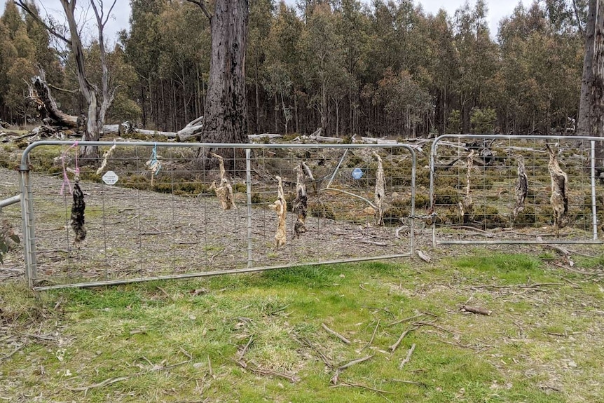 Wide photograph of eleven dead cats in various states of decomposition hanging on a gate in the bush