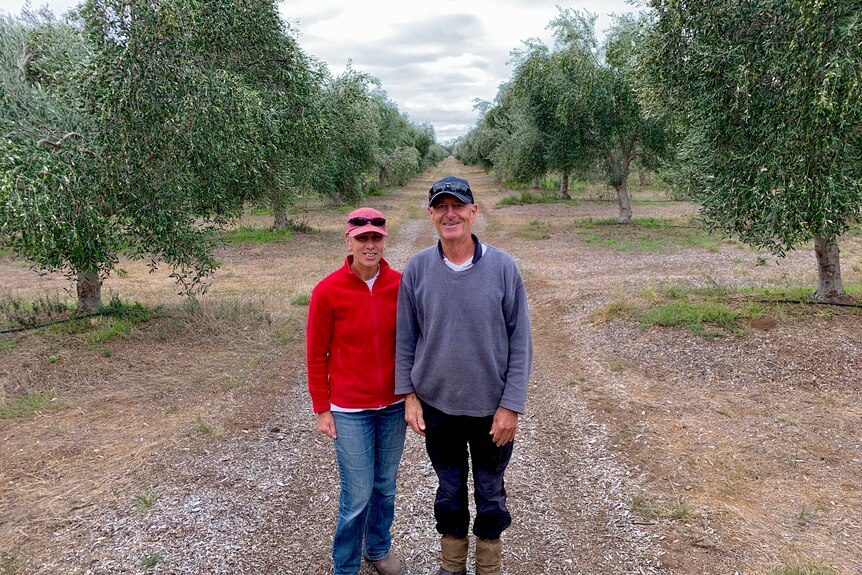 Two people are standing in an olive grove staring at the camera