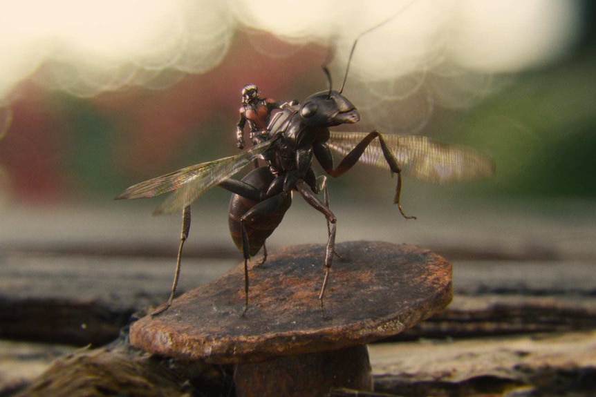 Ant-Man, played by Paul Rudd, riding his loyal steed Ant-thony in the 2015 film Ant-Man.