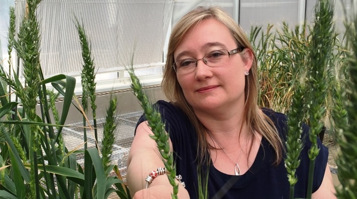 Dr Shelden a bespectacled blonde woman with a blue top reaches into a thicket of tall wheat stalks growing indoors