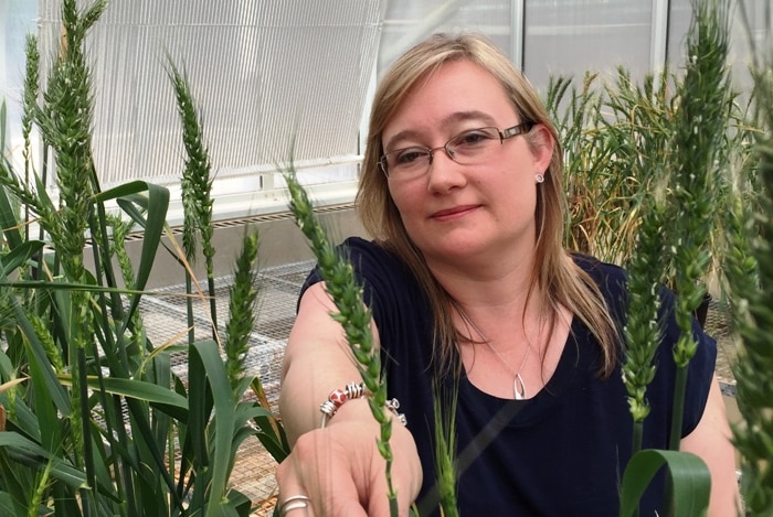 Dr Shelden a bespectacled blonde woman with a blue top reaches into a thicket of tall wheat stalks growing indoors