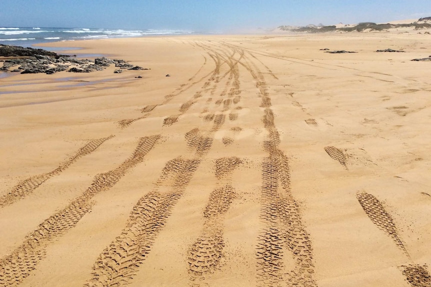 Quad bike tracks on coastline in northwest Tasmania.